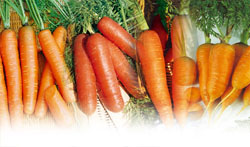 carottes.jpg