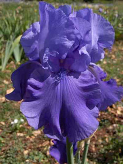 bleu-iris.jpg