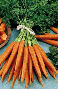 carottes-2.jpg