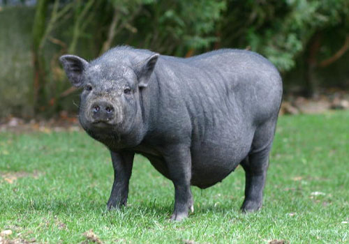 cochon-noir.jpg