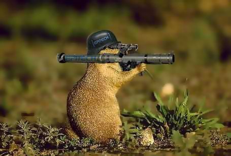 marmotte_de_combat.jpg