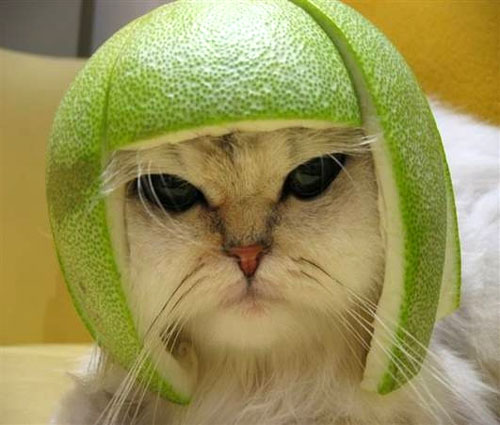 chat_casque