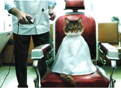 chat_coiffeur chat_coiffeur