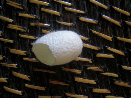 cocon-vers-a-soie cocon-vers-a-soie