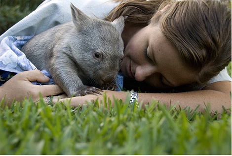 bebe-wombat
