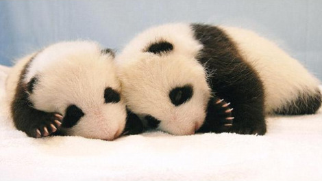 bebes-pandas