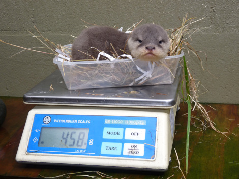 bebe-loutre-3 bebe-loutre-3