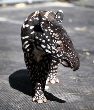 bebe-tapir