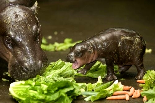 bébé hippo