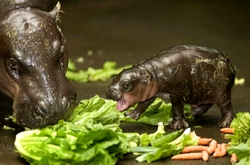 bébé hippo bébé hippo