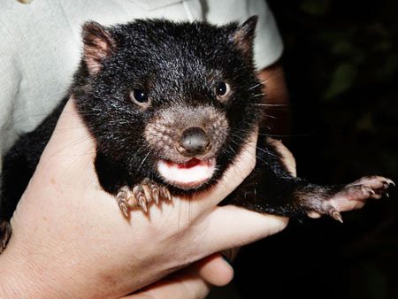 bébé diable de tasmanie 2