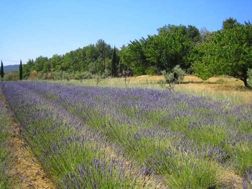 provence