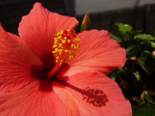 hibiscus 1