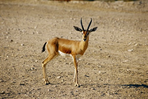 gazelle