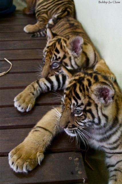 comment avoir un tigre chez soi