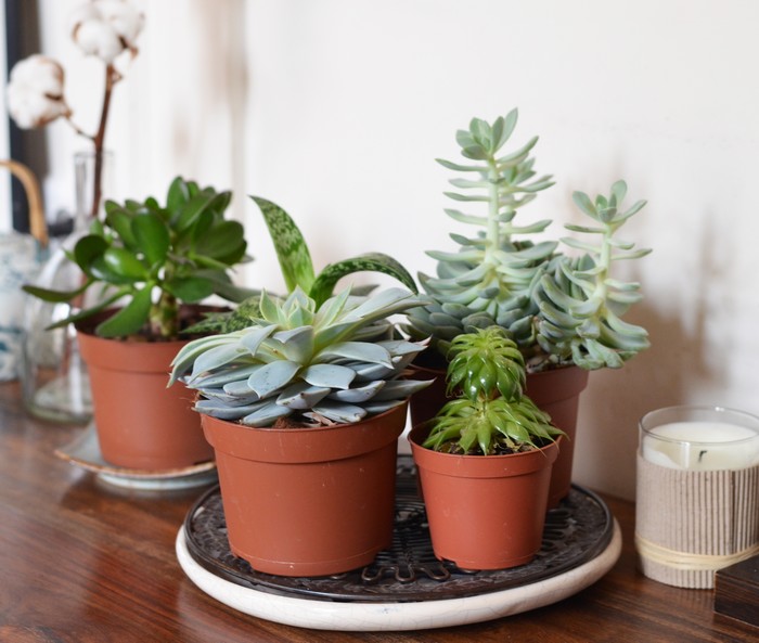 Dehors, les succulentes ! Ces plantes qui ont tout pour plaire.