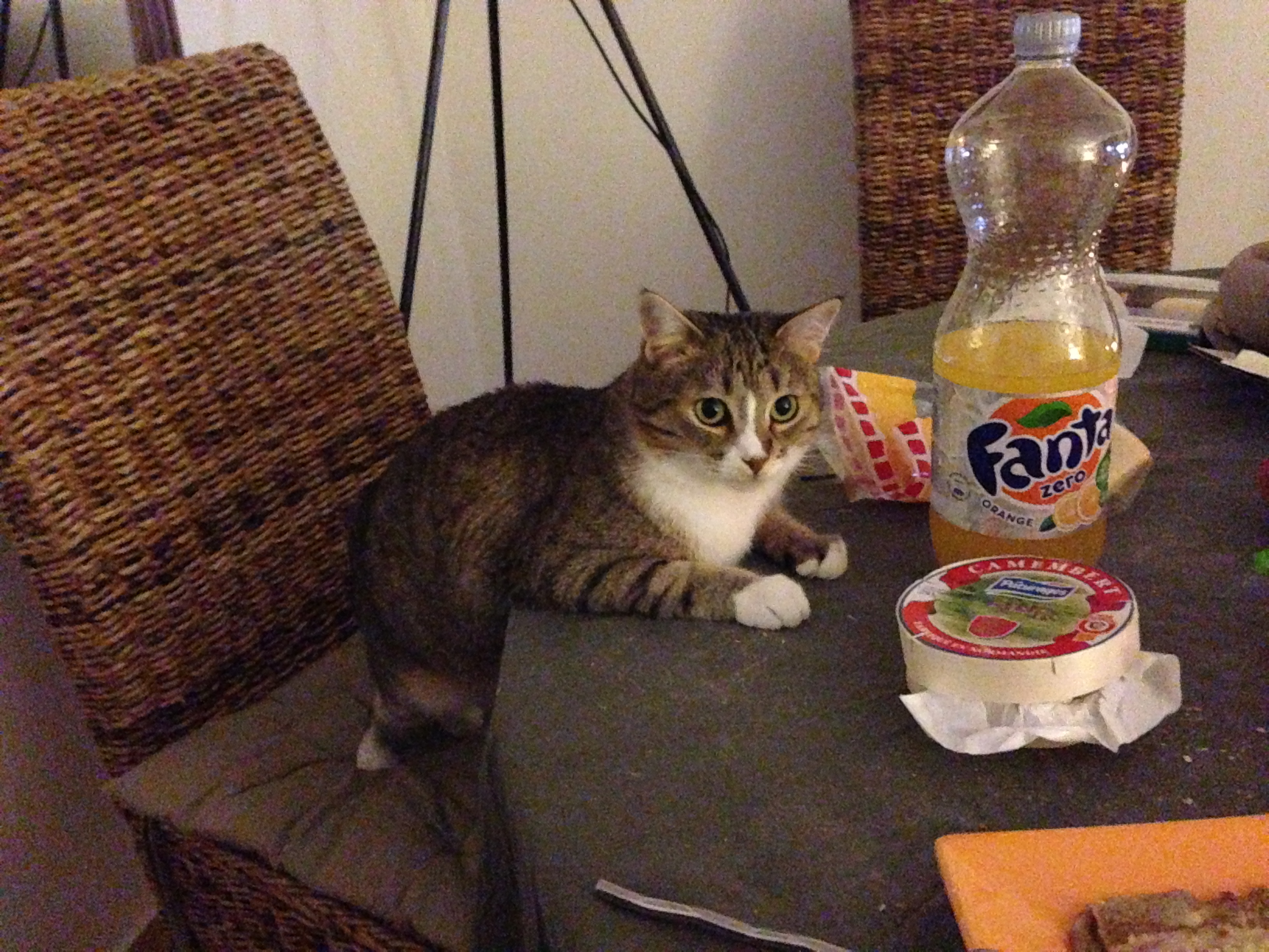 Mignon adolescent chatte vids